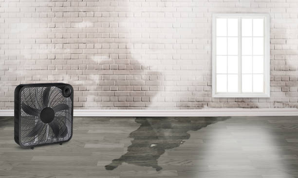 Best Carpet water damage restoration  in Huachuca City, AZ