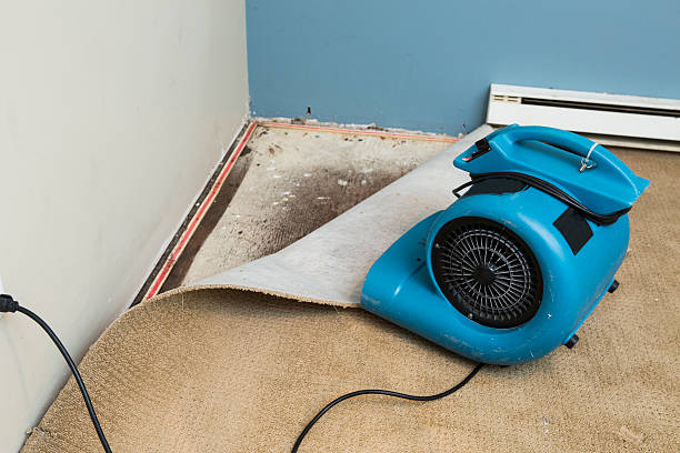 Best Flood damage cleanup  in Huachuca City, AZ